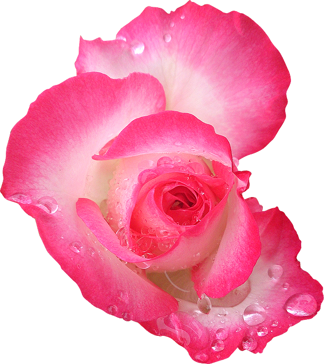 Fleur13 Rose Photogr - Vector Graphics (667x750)