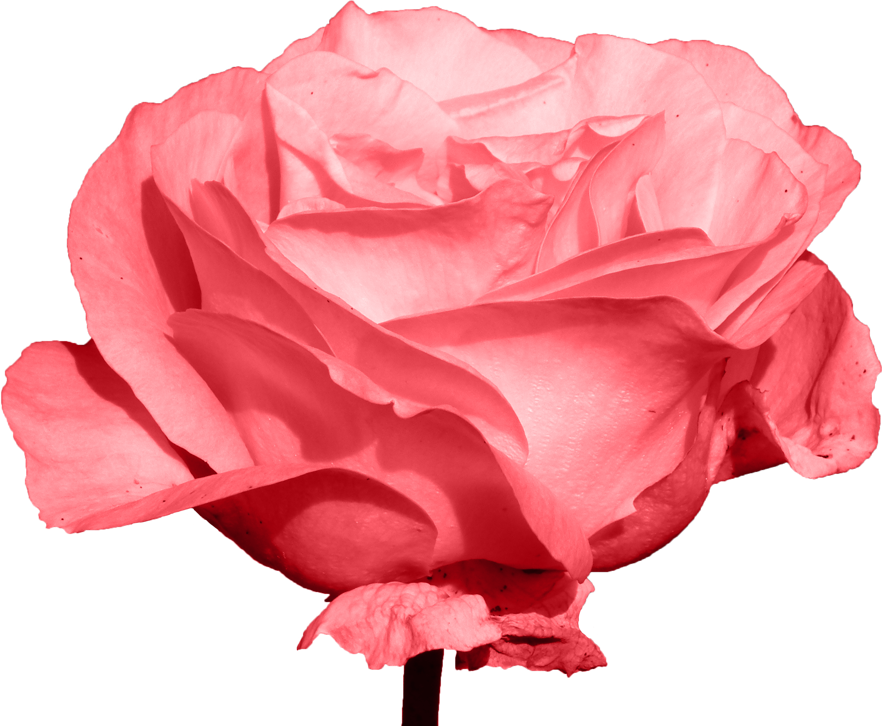 Garden Roses Centifolia Roses Beach Rose Download - Rose (3317x2540)