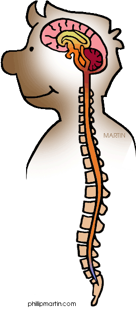 Nervous System Cliparts Free Download Clip Art Free - Nervous System Clip Art (309x648)
