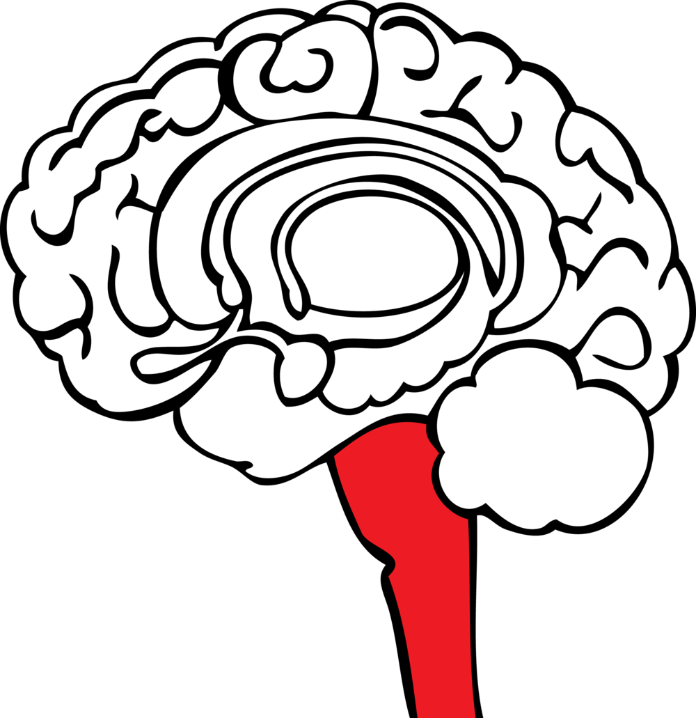 Operating Out Of Red Brain Means That Learning Is Extremely - Operating Out Of Red Brain Means That Learning Is Extremely (1000x1031)