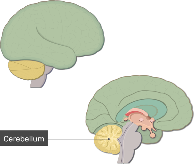 An Image Showing The Cerebellum Labeled, Lateral And - Brain (651x550)