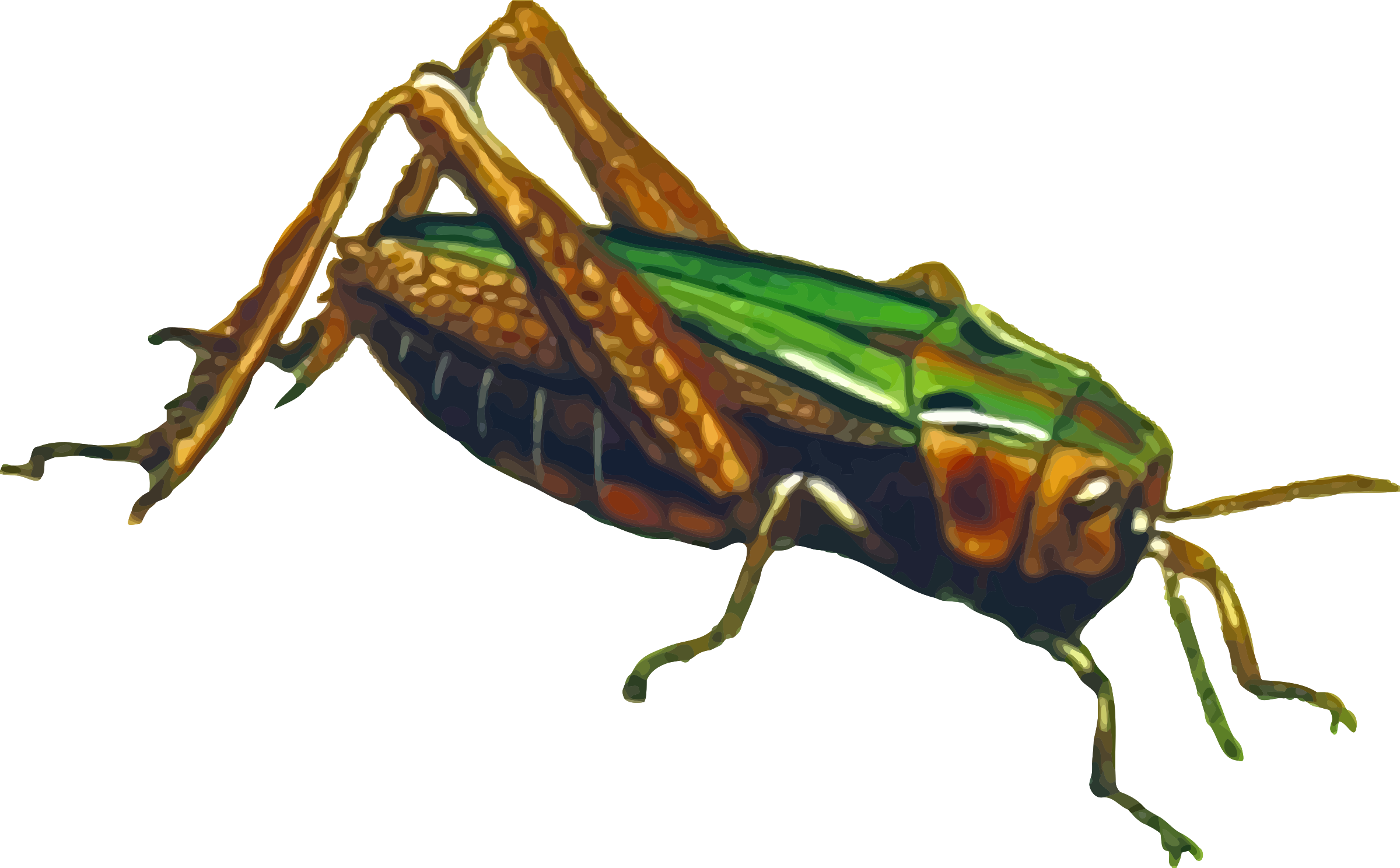 Green Grasshopper - Png Grassopper (2400x1488)