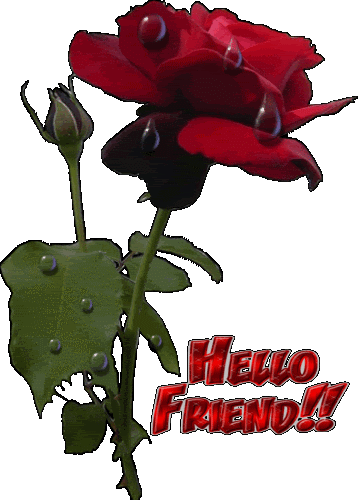 Valentine Flowers Ments And Graphics Codes For Friendster - Red Rose Gif Transparent (358x500)