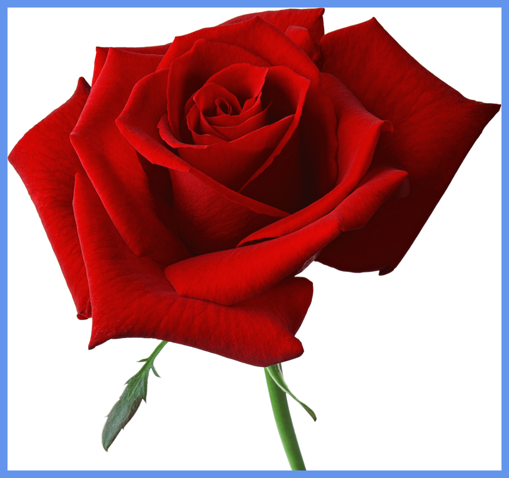 Rose Flower Rose Flower Animation Shocking Rose Flower - Happy Rose Day Hd (1030x967)
