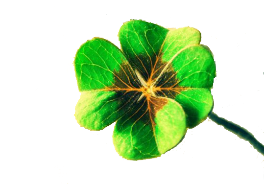 Luck Four-leaf Clover Display Resolution Wallpaper - Jiuduidodo Custom Lucky 4-leaf Clover Water Resistant (690x388)