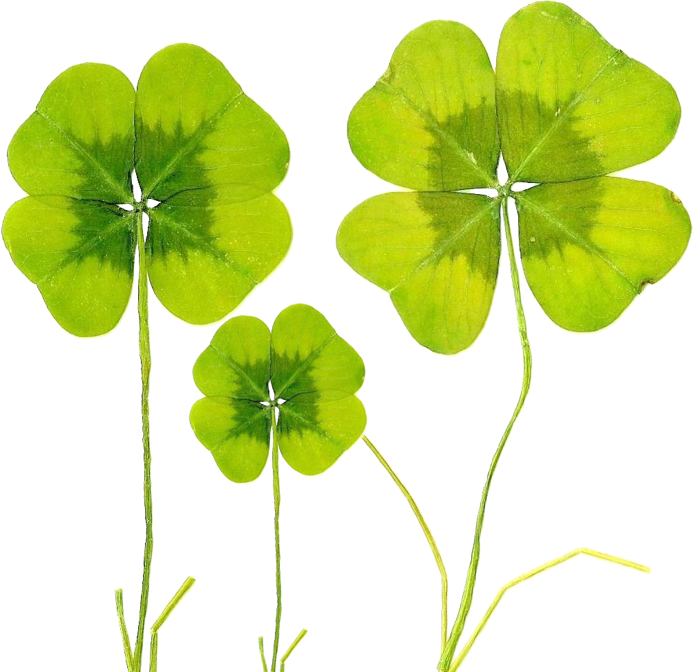 Four-leaf Clover Baidu Wangpan Biological Specimen - Psd (1096x1020)