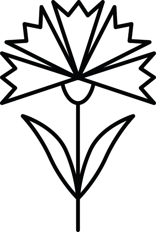 Carnation Png - Carnation (548x813)