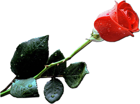 To Whom Will You Give The Rose][ - Single Red Rose Small (504x375)
