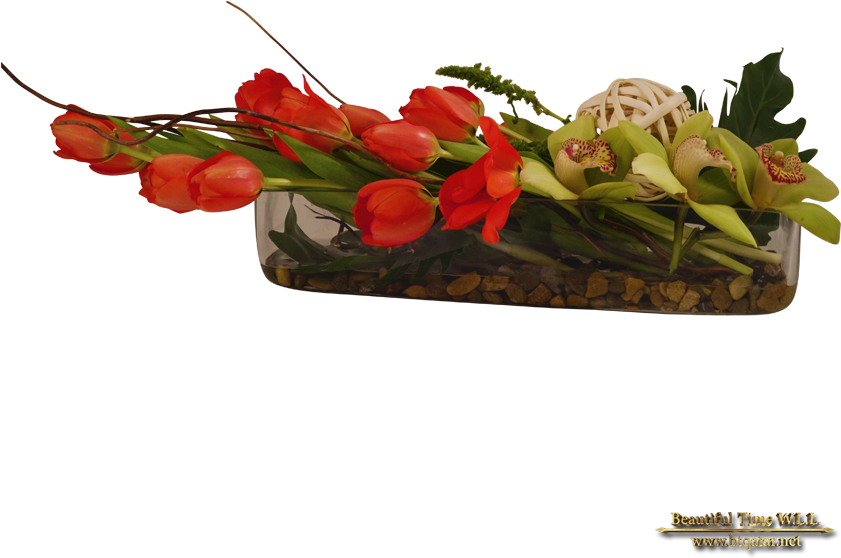 Romance Wind - Btqatar - Net - Garden Roses (840x840)