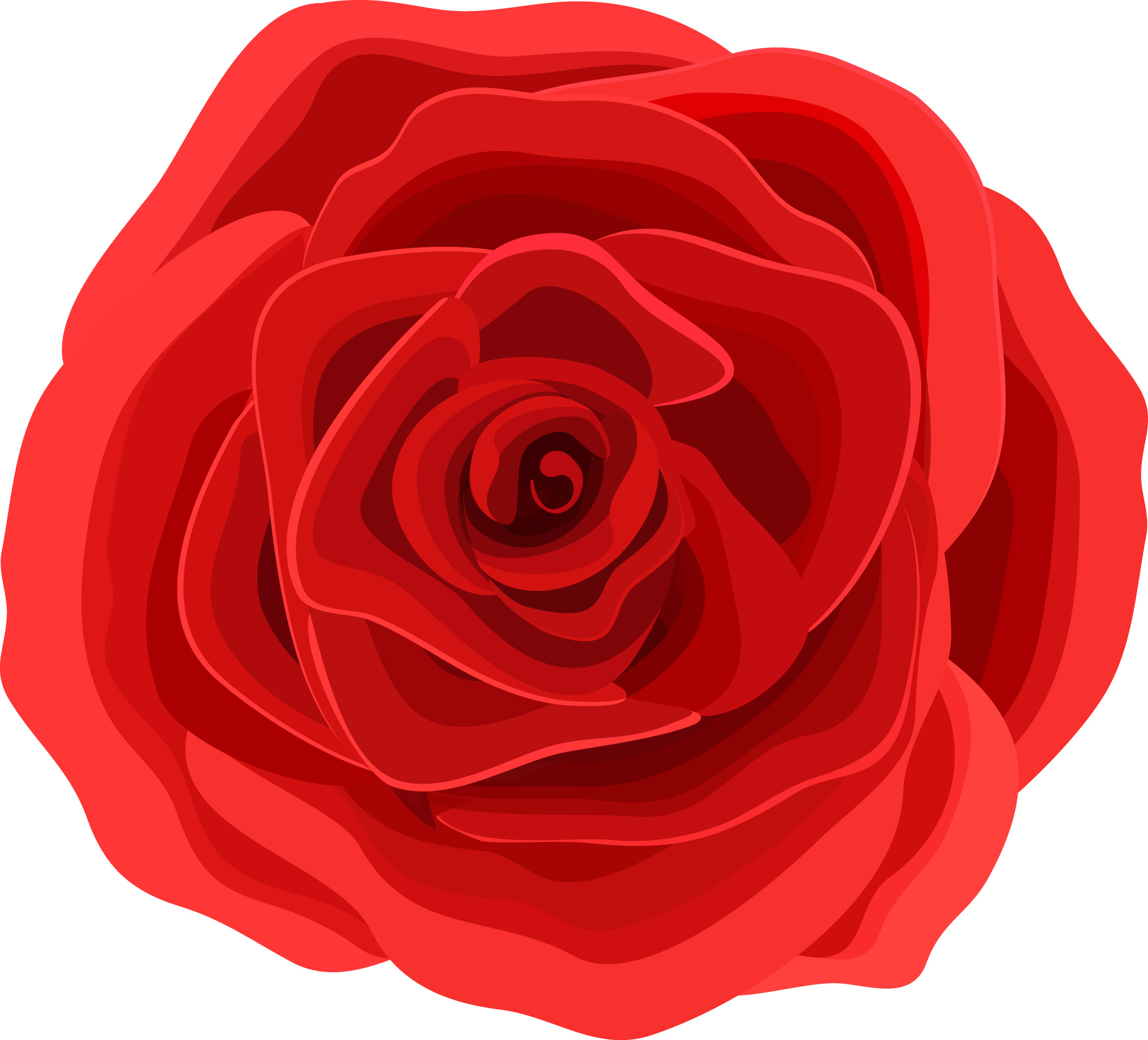 Beach Rose Graphic Design Flower - Red Rose Graphic (2121x1922)
