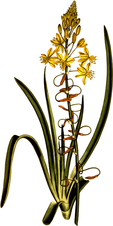 Medium Image - Anthericum (395x786)