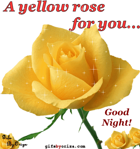 Good Night Message - Single Yellow Rose Flowers (470x500)