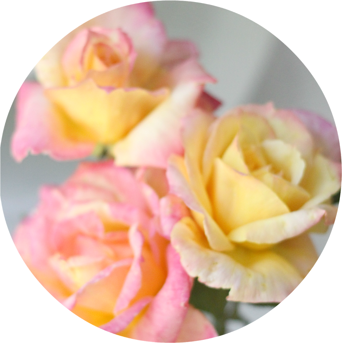 This Is A Hybrid Tea Rose Called Broadway With Shades - Pinky Yellow Rose Called (1134x1600)