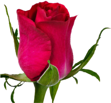 Ever Red - Memory (420x422)