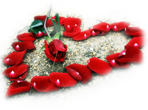 Heart Rose By Muydin1972 - Beautiful Flowers In Love (500x375)