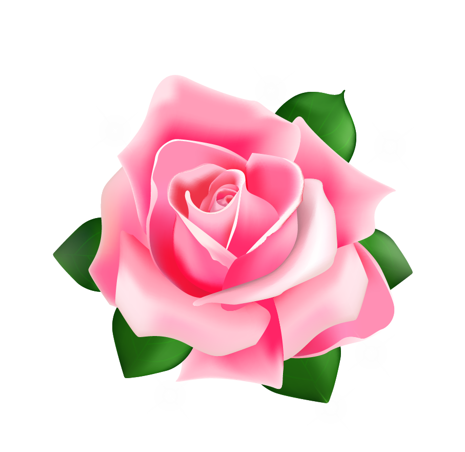 Download Png - Pink Rose Shower Curtain (907x881)