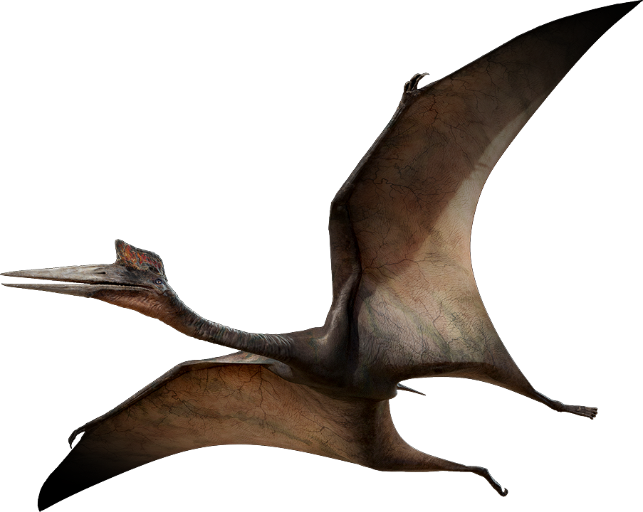 Quetzalcoatlus - All Kinds Of Dinosaurs (903x720)