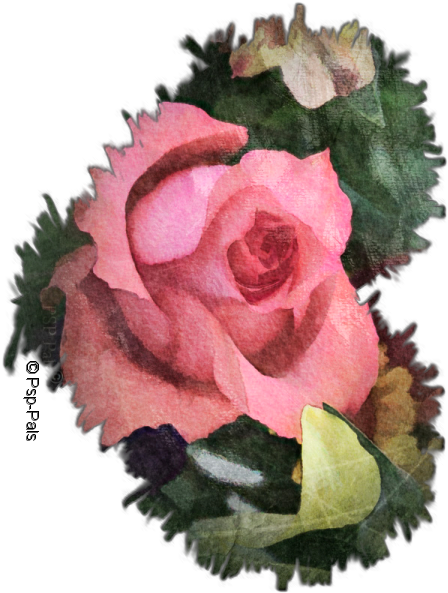 February's - Hybrid Tea Rose (600x750)