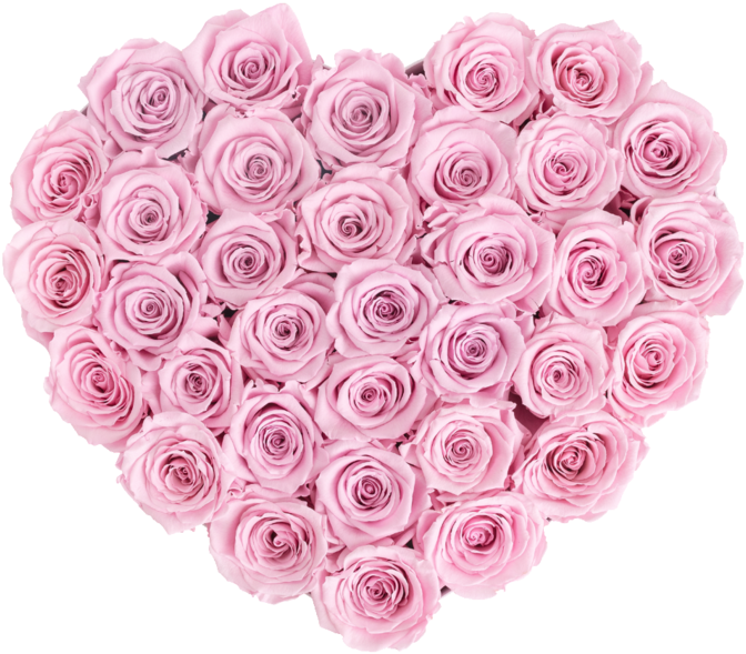 Infinity Heart- Last One Year - Garden Roses (720x720)
