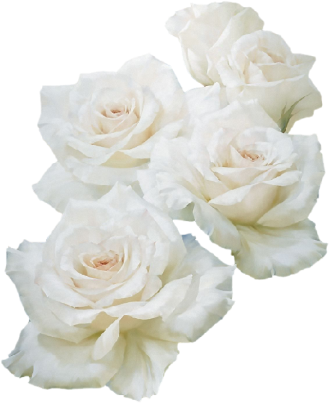 Garden Roses Unblog Flower - Белые Розы Пнг (651x800)