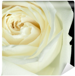 Garden Roses (400x400)