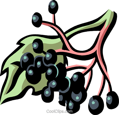 Elderberry Clipart 1 Elderberry Clipart 2 Elderberry - Elderberry Clipart 1 Elderberry Clipart 2 Elderberry (480x461)