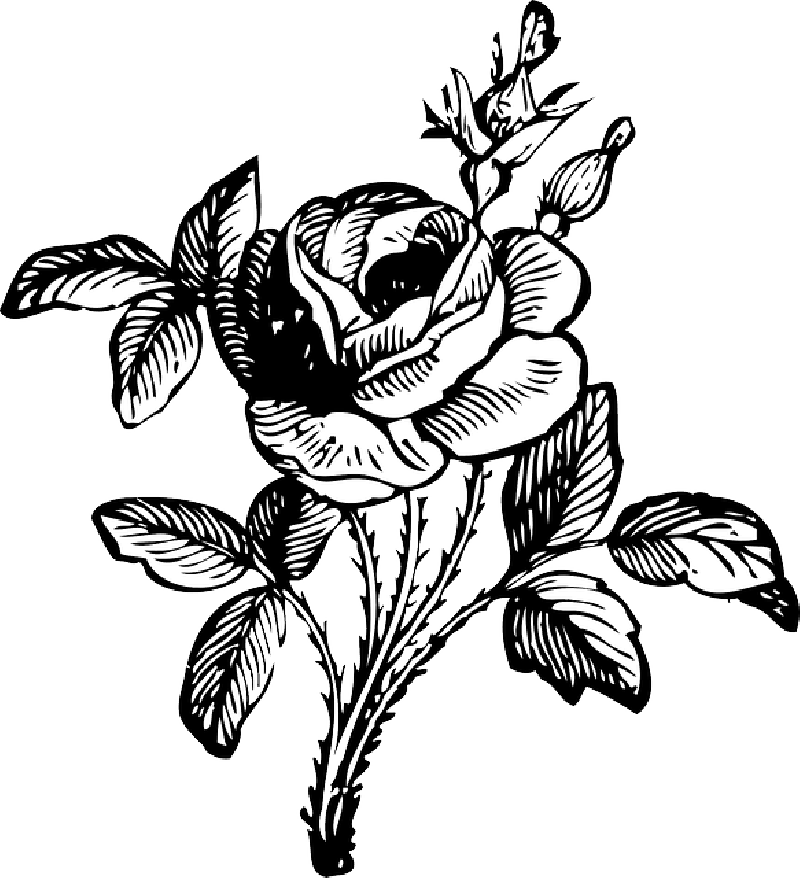 Black, Drawing, Leaf, White, Rose, Free, Vine, Vines - Black And White Flower Png (800x878)