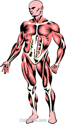 Musculature Royalty Free Vector Clip Art Illustration - Clipart Of Muscular System (256x480)