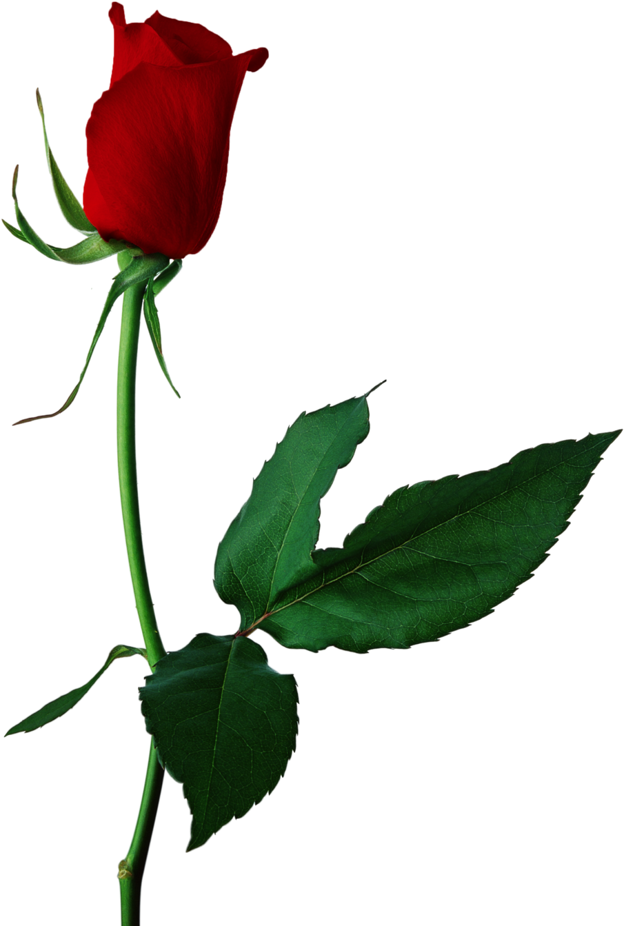 Red Rose Stock Photos - Lots Of Heart Anniversary Card (1024x1443)