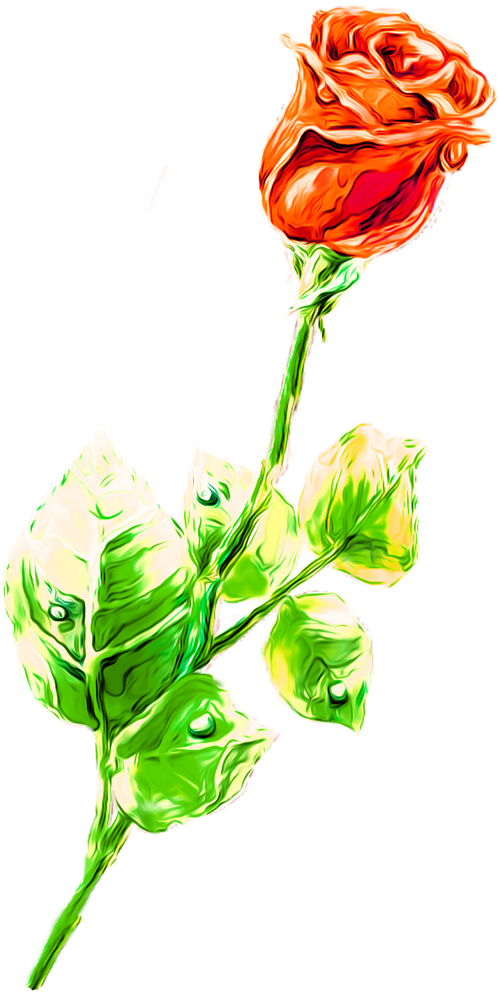 Beach Rose Drawing Flower Colored Pencil - Beach Rose Drawing Flower Colored Pencil (800x1500)