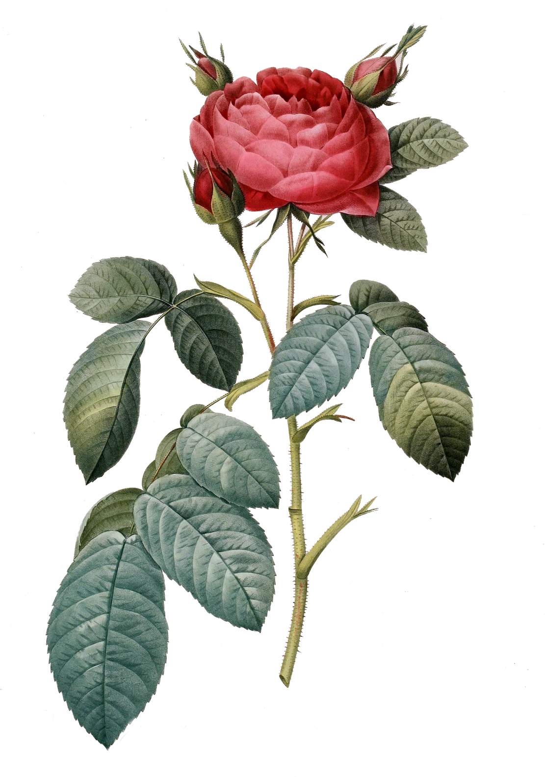 Rose Bush Clipart Three - Vintage Flower Graphic Png (1112x1600)