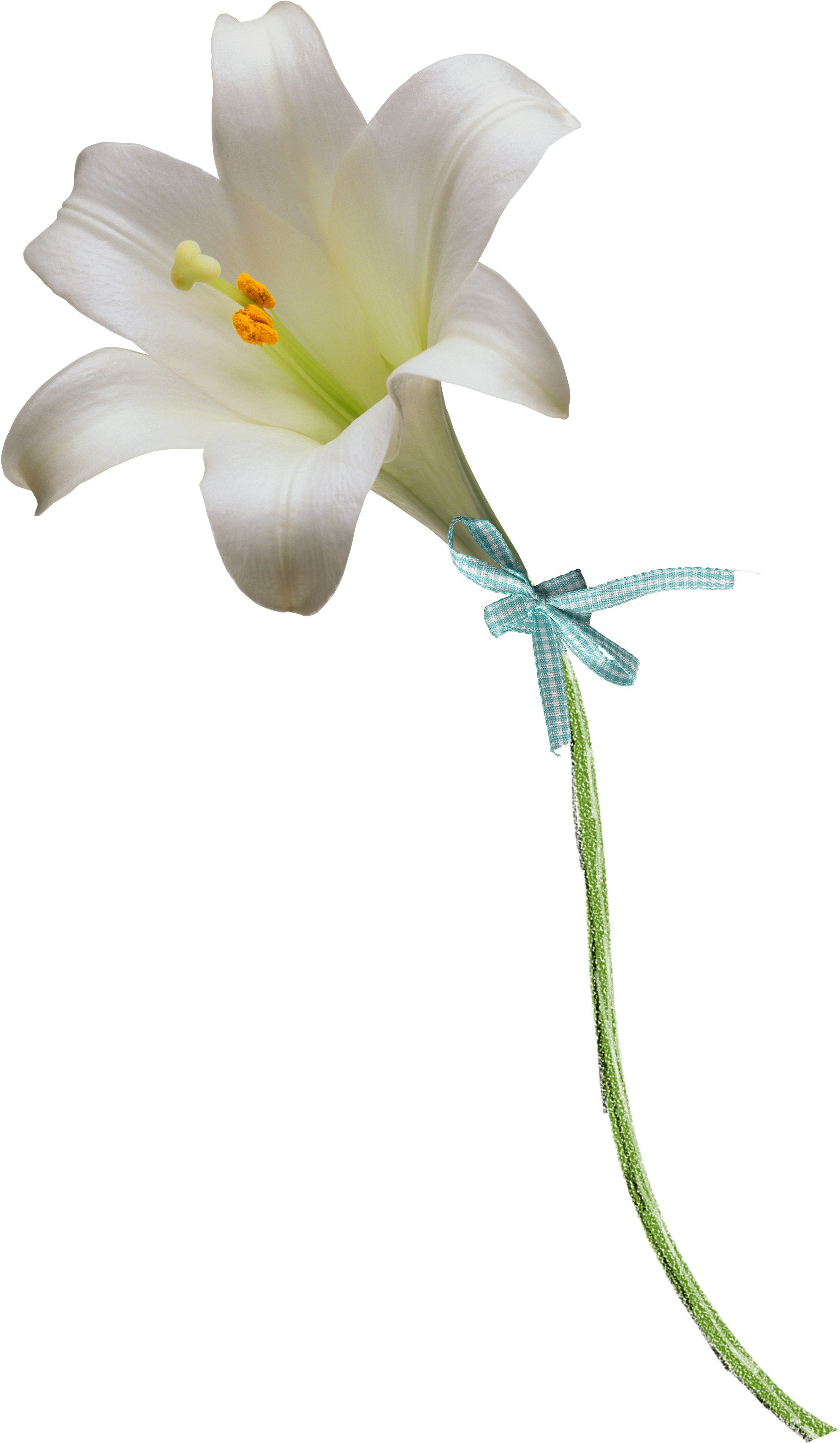 Floral Design Easter Lily Flower Clip Art - Lilies Png.