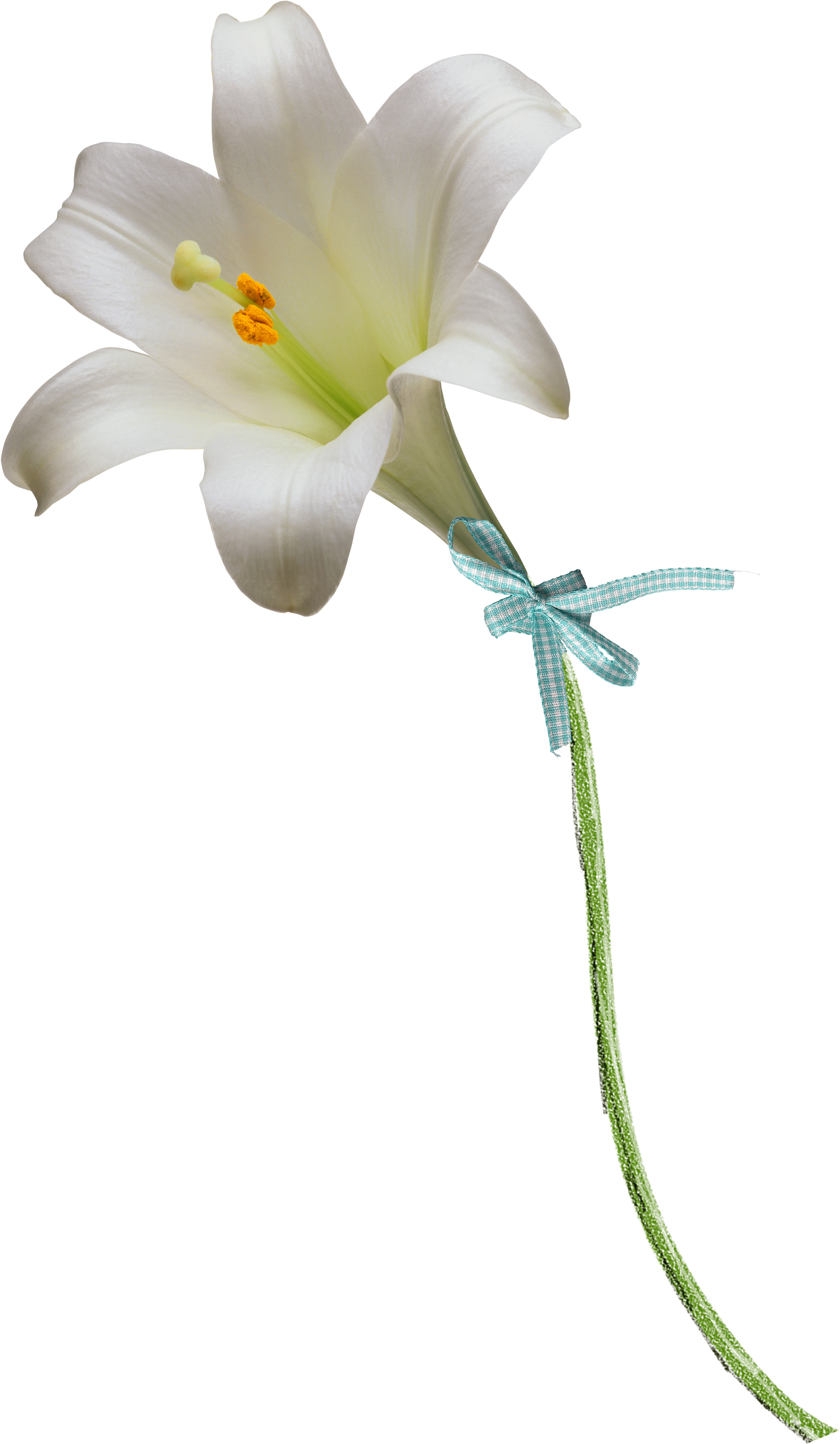 Floral Design Easter Lily Flower Clip Art - Lilies Png (2142x3364)