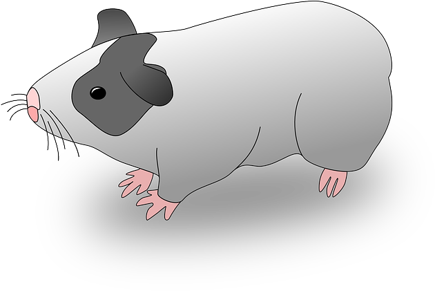 Pigs Cartoon, Pig, Hamster, Guinea, Pages, Drawings, - Cuy Clipart (640x420)