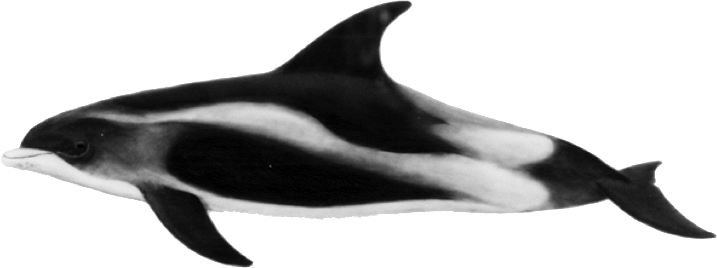 White Beaked Dolphin Lagenorhynchus Albirostris (1425x543)