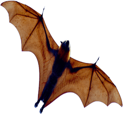 Bat Open Wings From Below - Grey Headed Flying Fox (400x400)