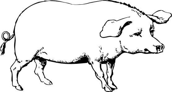 Hog 2 Black White Line Art 555px - Old Major Animal Farm Drawing (555x297)