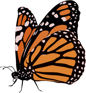 Monarch Butterfly Clipart 23, Buy Clip Art - Life Cycle Of A Butterfly (332x362)