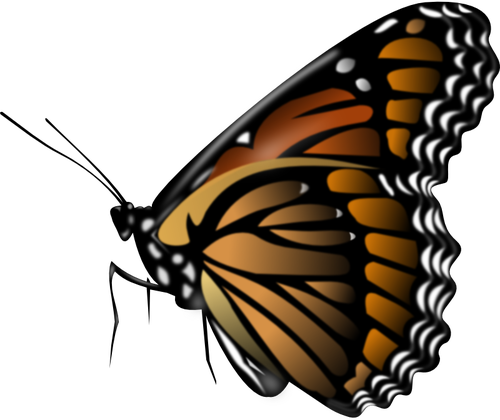 Monarch Butterfly Vector Clip Art - Butterfly Png (500x420)