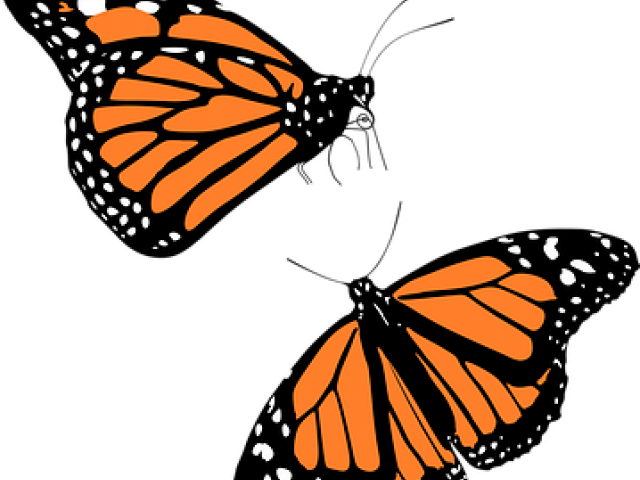 Monarch Butterfly Clipart - Monarch Butterfly Clip Art (640x480)