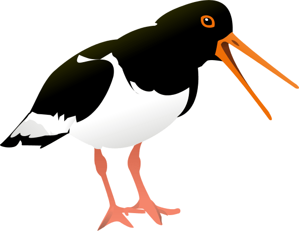 Bird Oyster Catcher - Oyster Catcher Clipart (600x465)