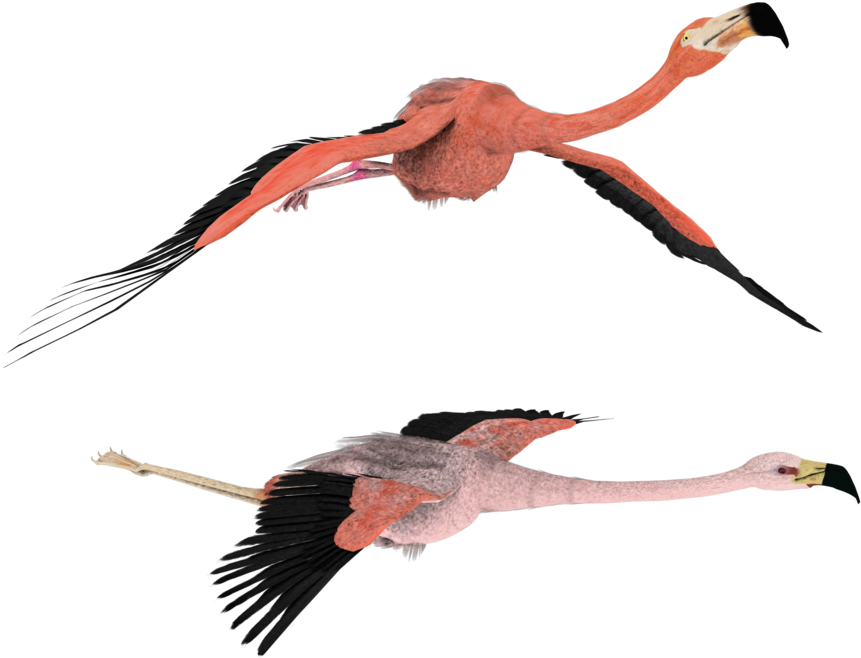 Like Silly Flamingo 3d Stock Png By Madetobeunique - Wallpaper (900x720)