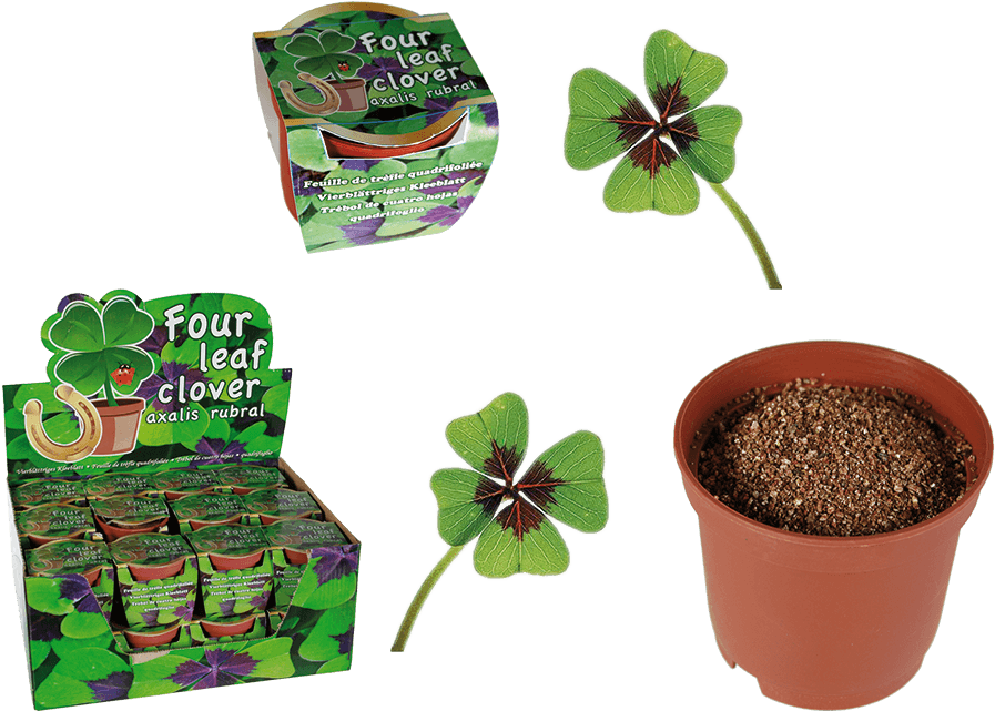 Grow Your Own Lucky Four Leaf Clover (945x709)