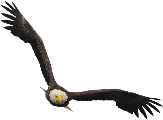 Bald Eagle - Bald Eagle (600x441)