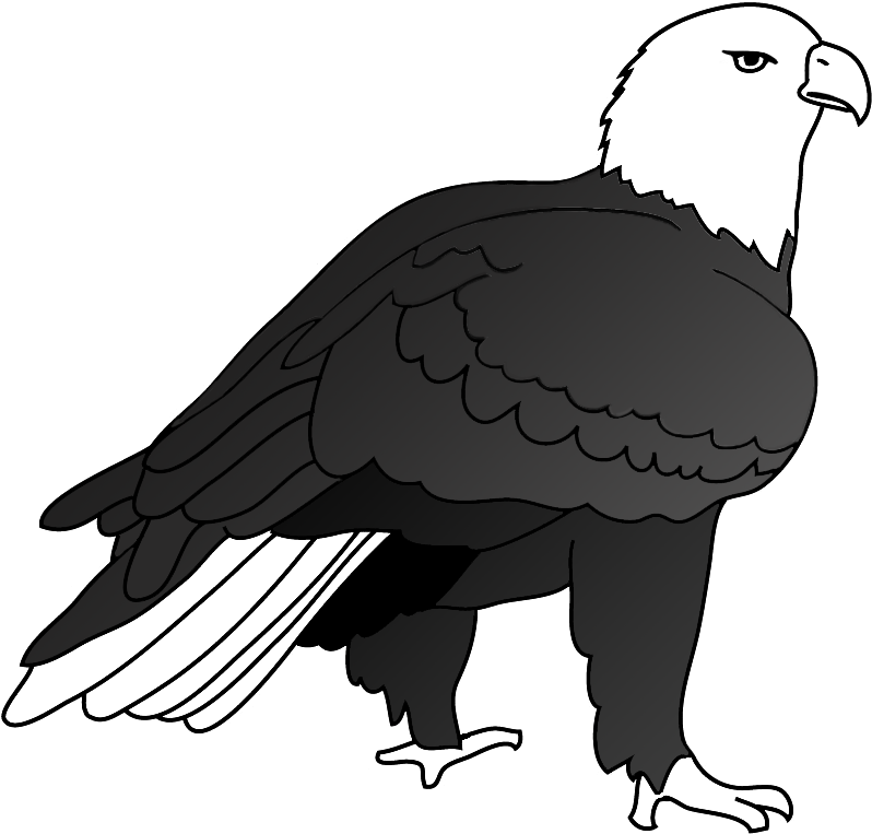 Eagle Drawing Outlined, Drawing Of Bald Eagle On Ground - Eagle (850x794)