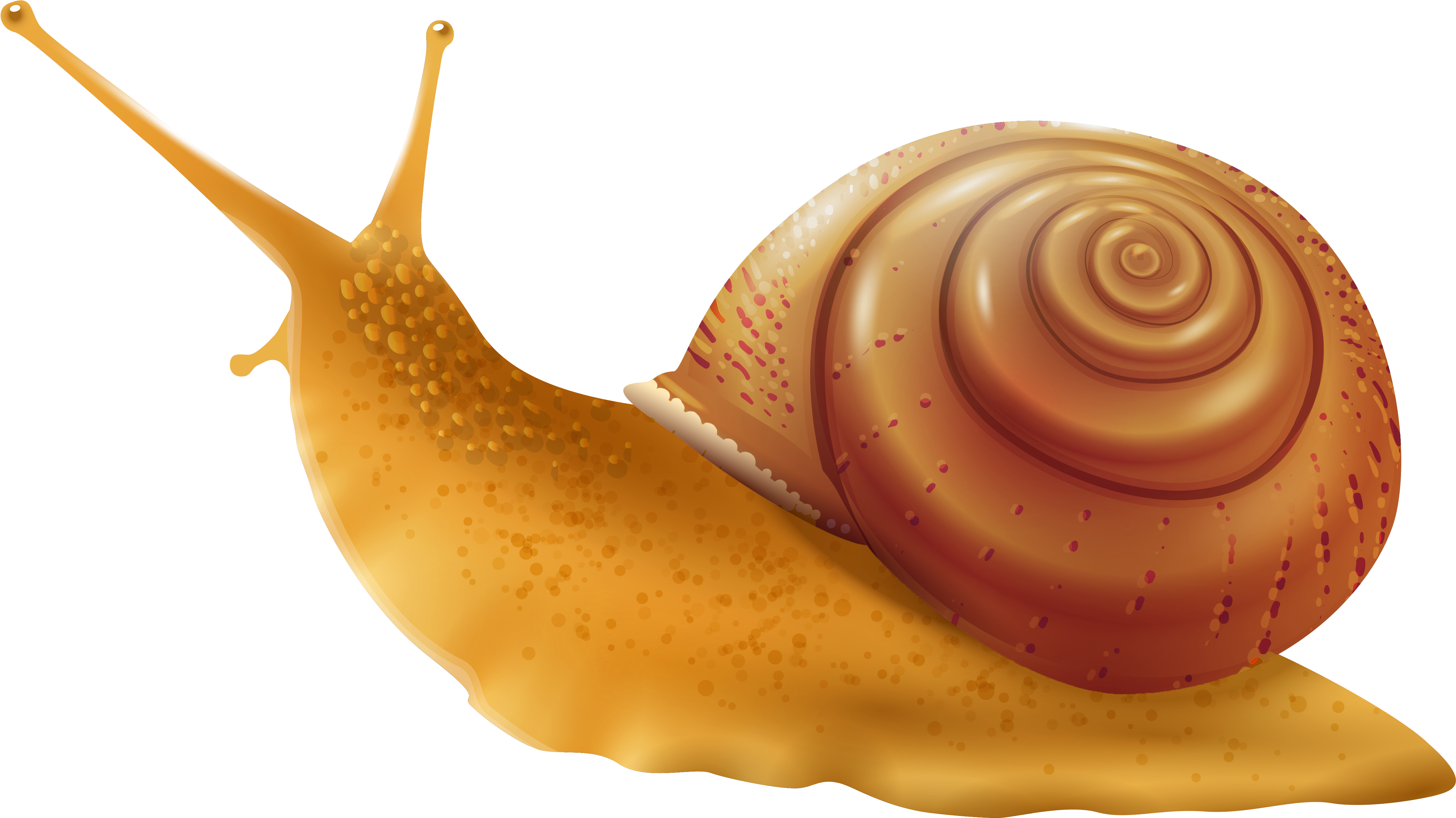 Snail Png Clip Art - Snail Clipart Png (5067x2846)