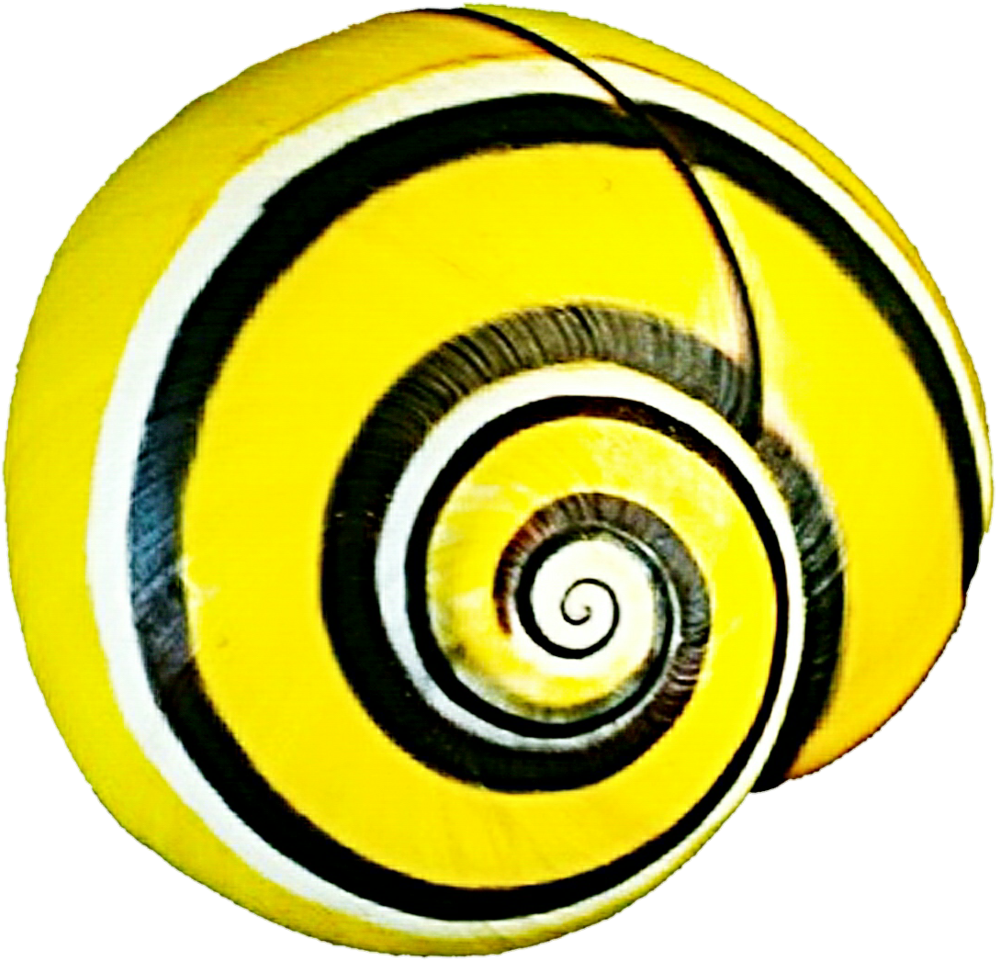 Snail Shell Cliparts - Snail Shell Cliparts (1024x992)