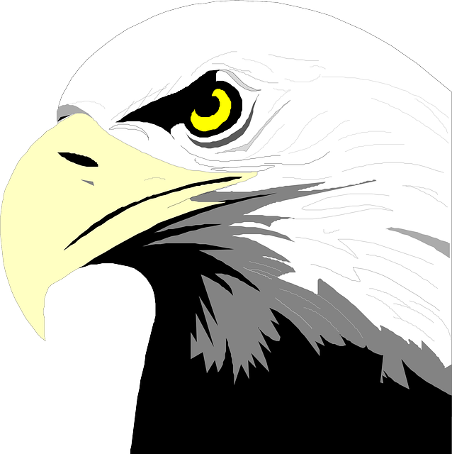 Head, Eyes, Eagle, Bird, Bald, Art, Beak, Feathers - Bald Eagle Head Clip Art (638x640)