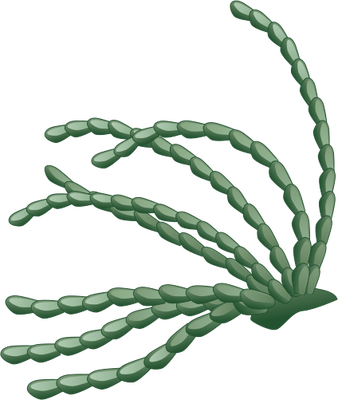 Hormosira Banksoo Free Images At Clker Com Vector Clip - Neptune's Necklace (338x400)