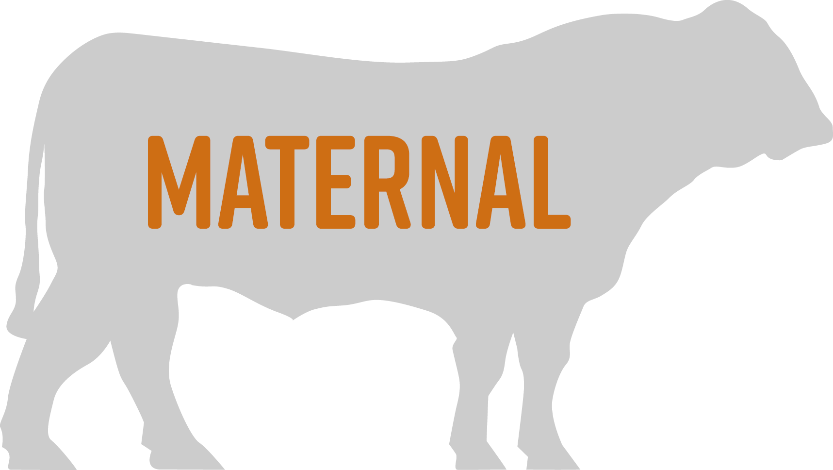 Maternal Bulls - Dairy Cow (1717x968)